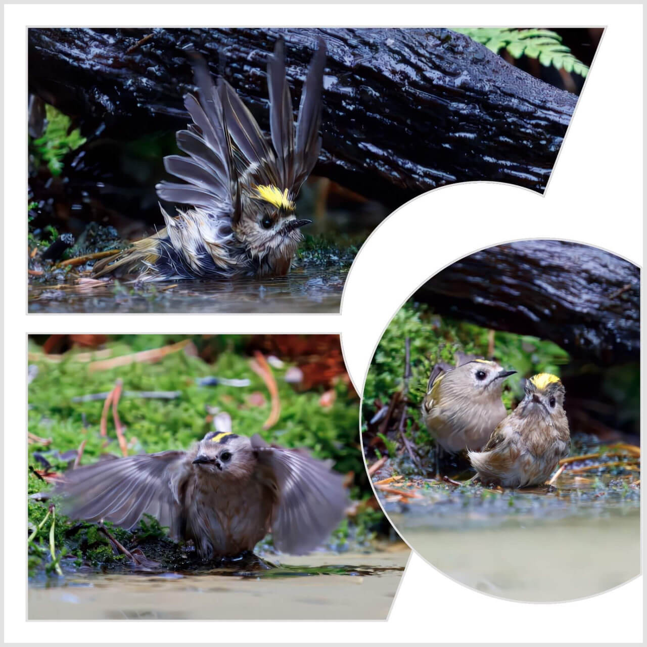 Goudhaantjes voor de hut (GV7)
